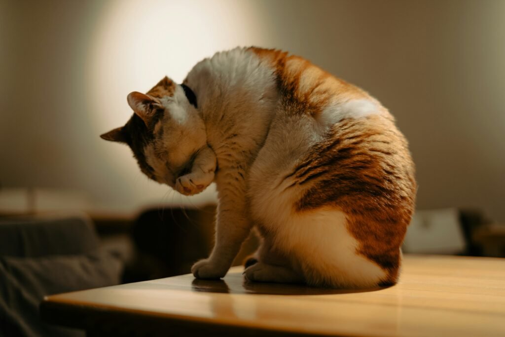 Fat Loss vs Weight Loss - Cat Chubby